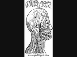 Gorgonized Dorks : Neurological Organization